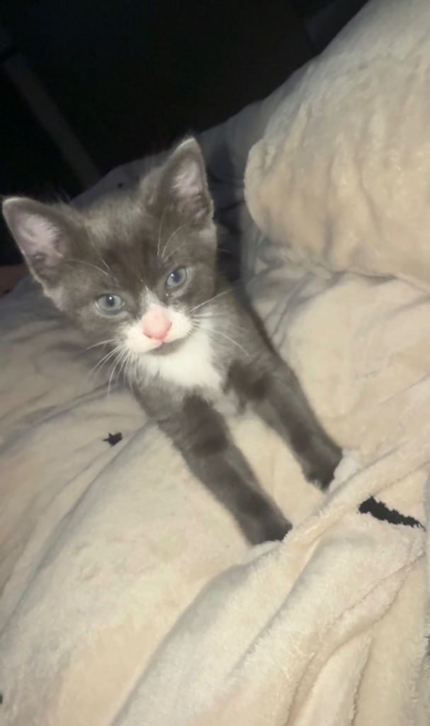 Kitten for sale