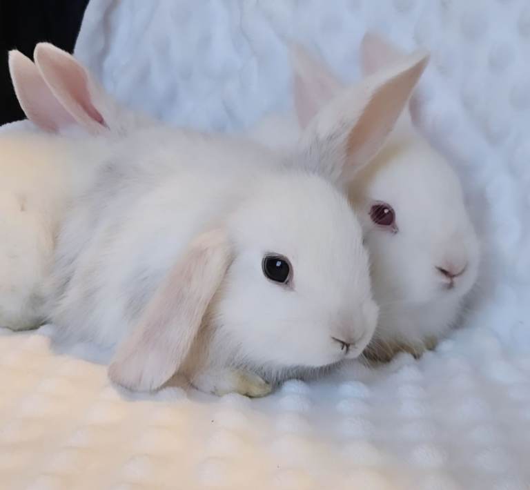 Babby rabbits