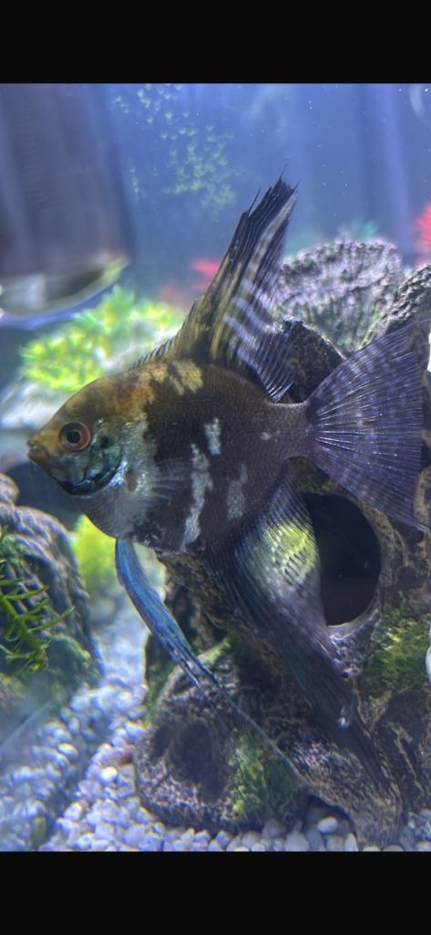 Various tropical fish for sale 