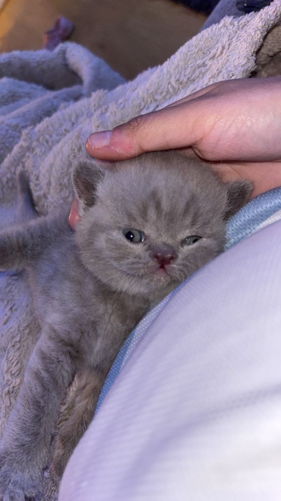 British shorthair kittens 🐱 