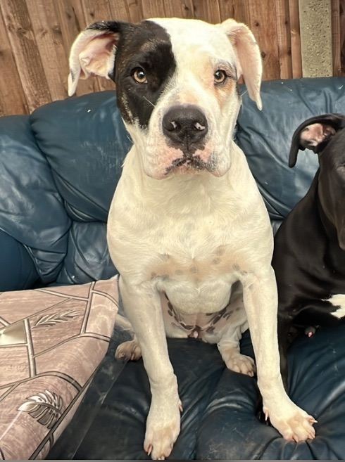 Beautiful female dog for sale 