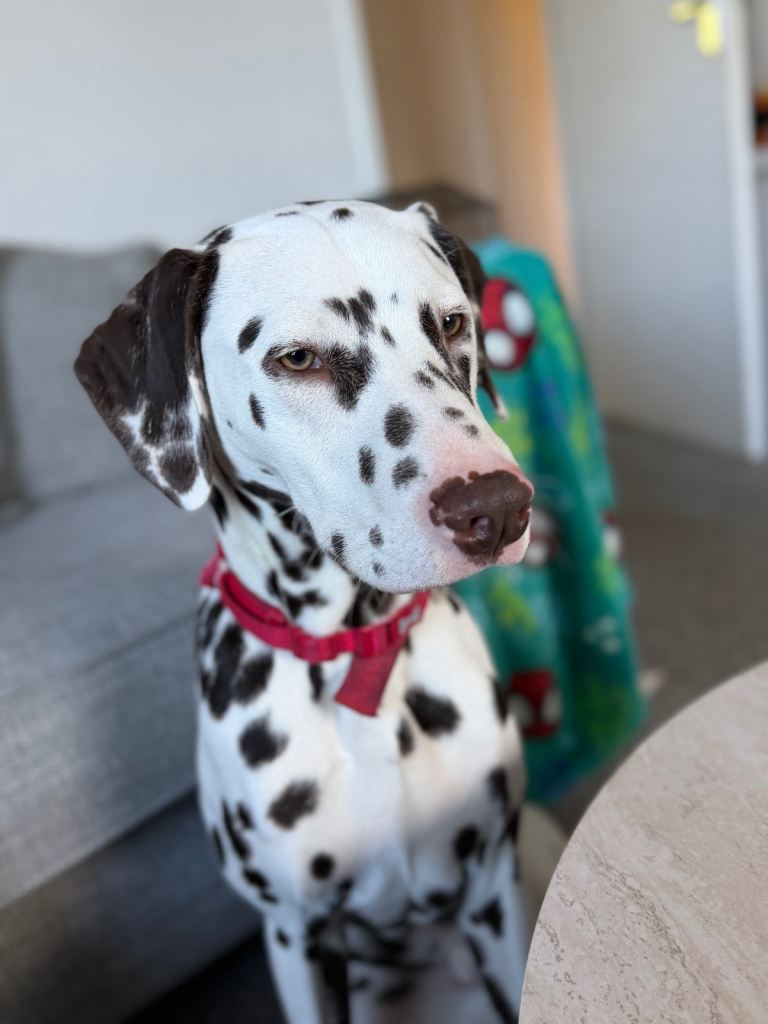 Dalmatian puppy  