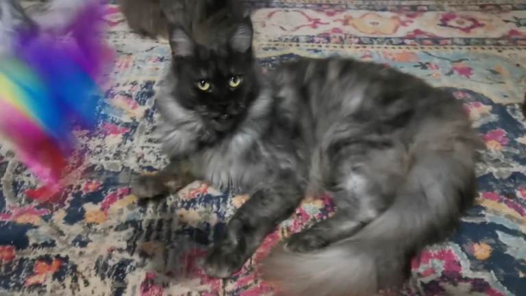 Registered Maine Coon girl