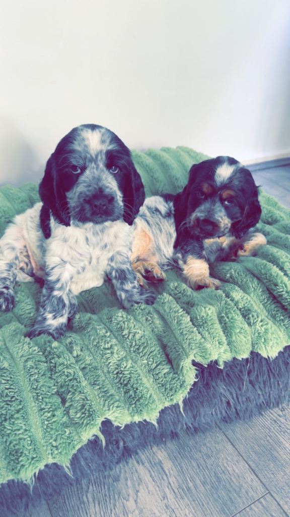 Blue roan cocker spaniel 