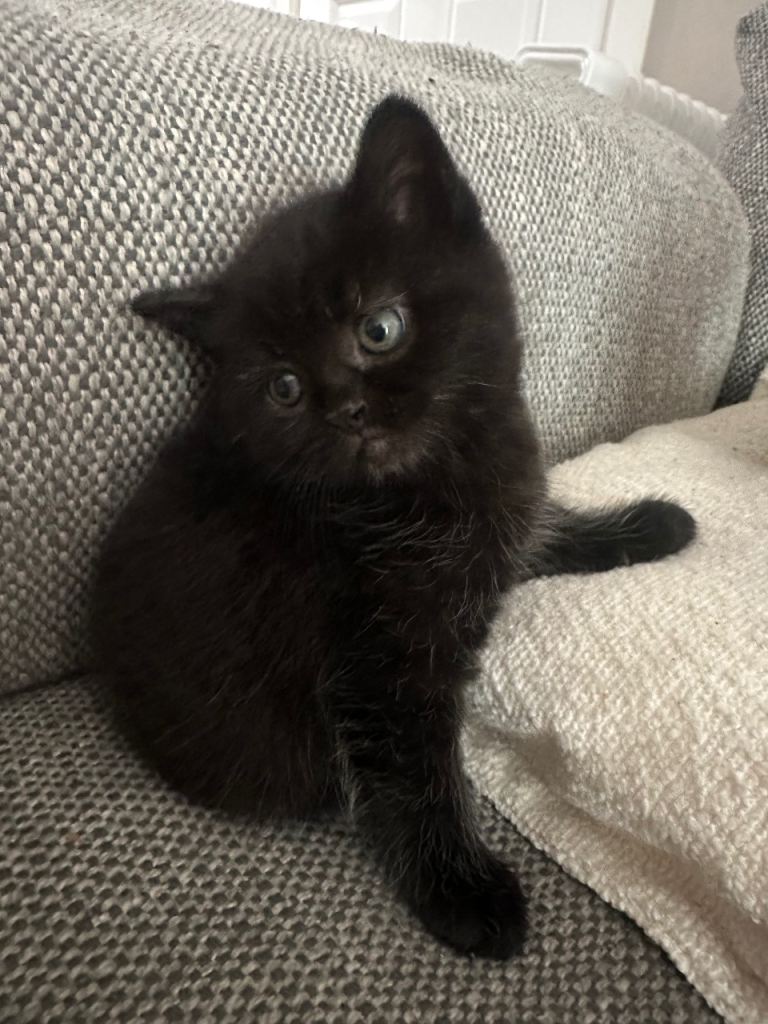 Persian Cross Kitten-Ready now 