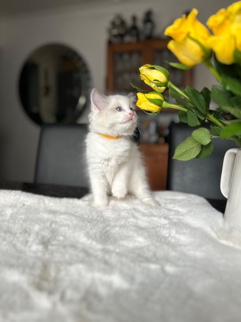 GCCF Ragdoll kittens for sale 