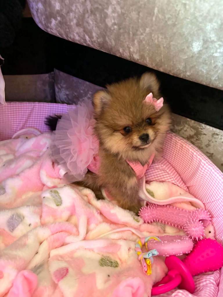 Female Pomeranian puppy