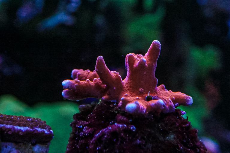 TNT sps coral marine frag not Zoa mushroom 