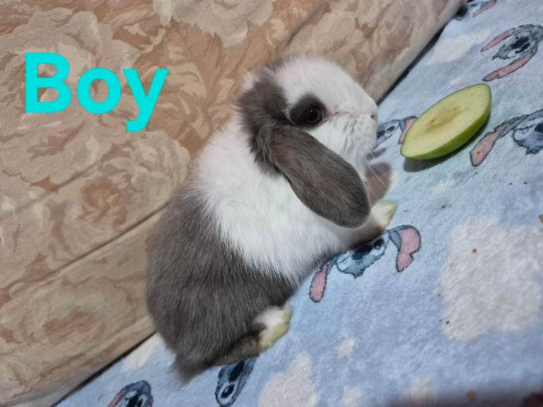 Mini lops 
