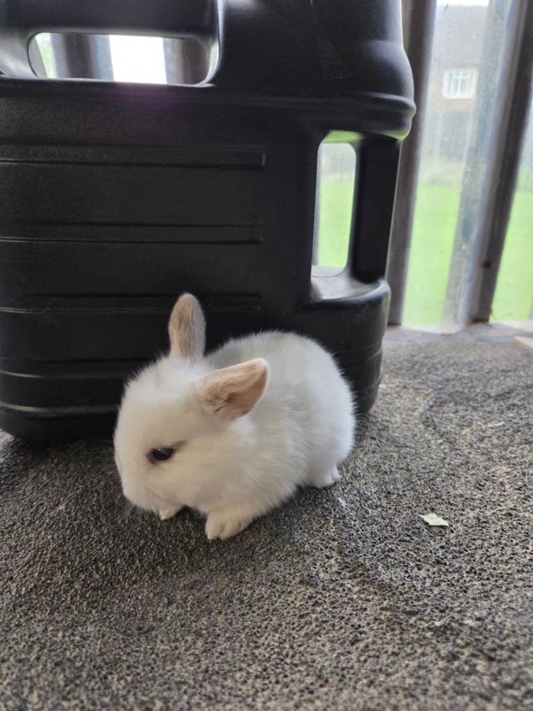 Teddy/lops