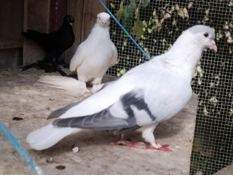 Afghan pigeons for sale 