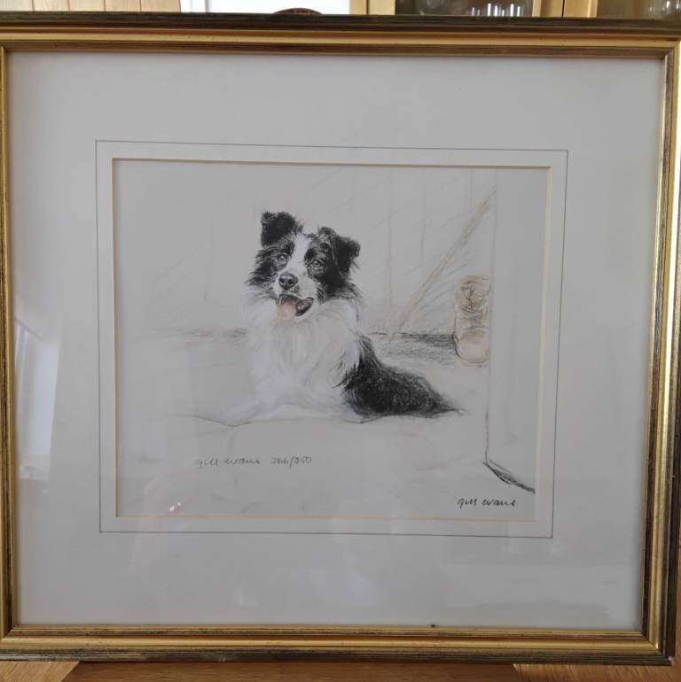 Limited Edition Print of a Border Collie by Gill Evans