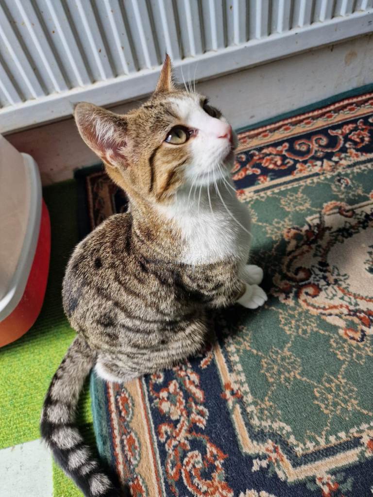 Tabby Kittens for Sale - Barking IG11