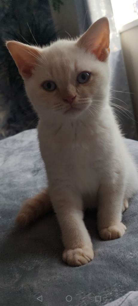 British shorthair kittens