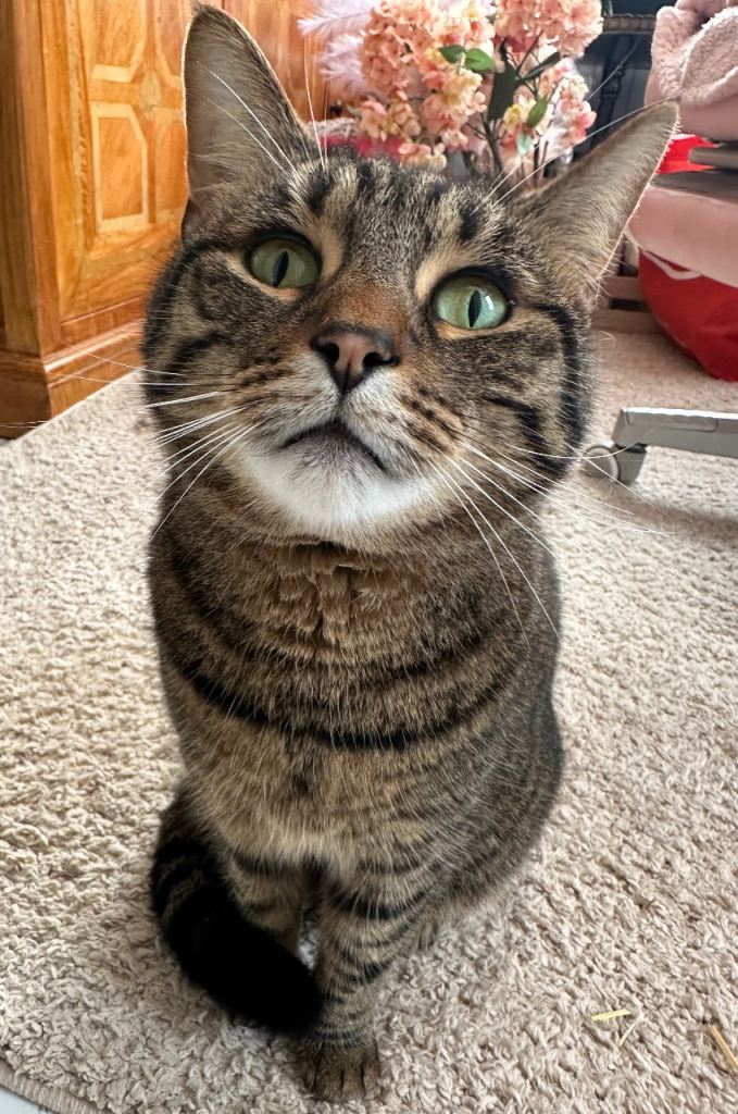 Cat very affectionate 