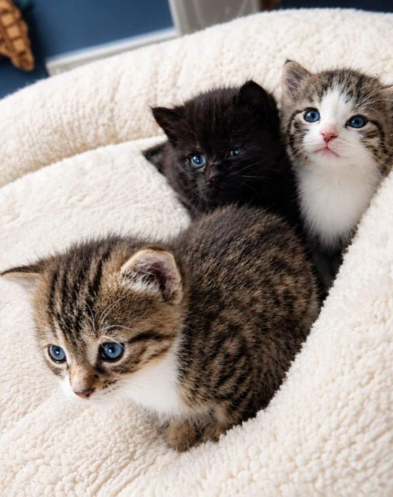 Adorable kittens for sale 🐱