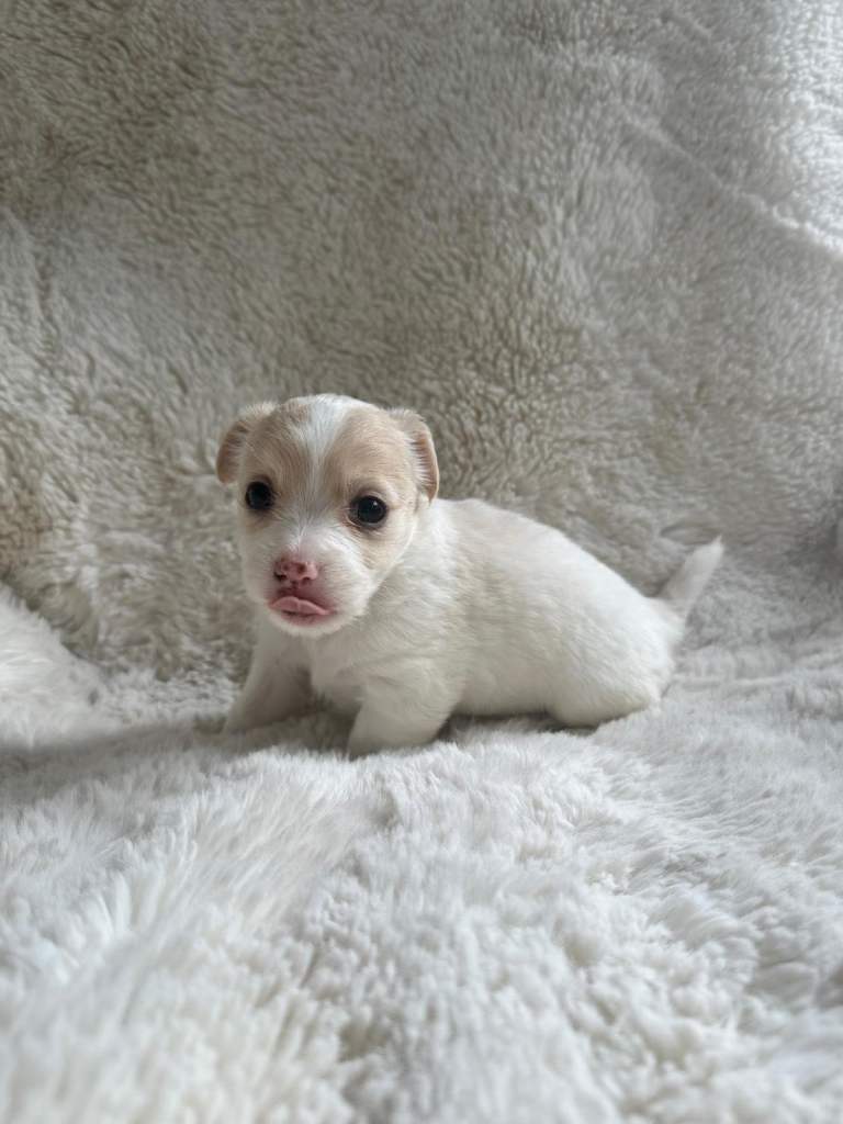 Chihuahua/Jack Russell 