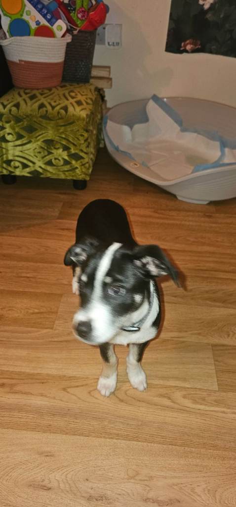 border collie for sale