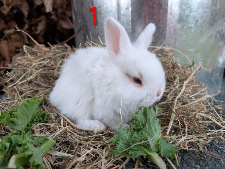 8 Gorgeous Dwarf Lop Ear bunnies for sale!