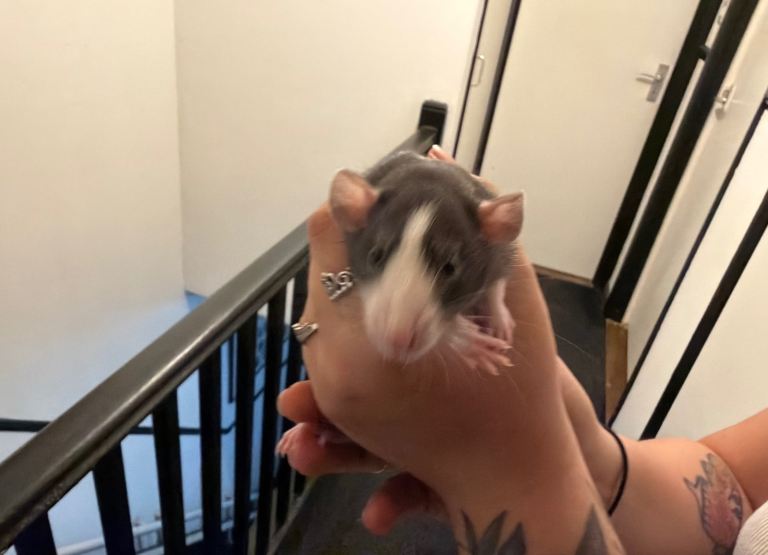 5 Boys and 2 girls available 
