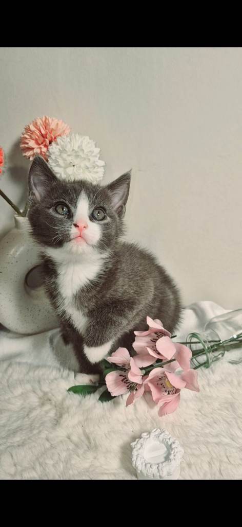 2 Ragdoll X Male Kittens 😸 Loving Lap Cats