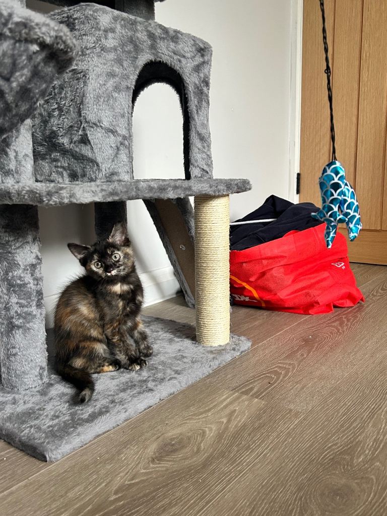 Ragdoll Crossbreed Girl 