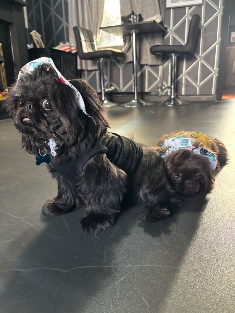9 week old Shihtzu puppy female