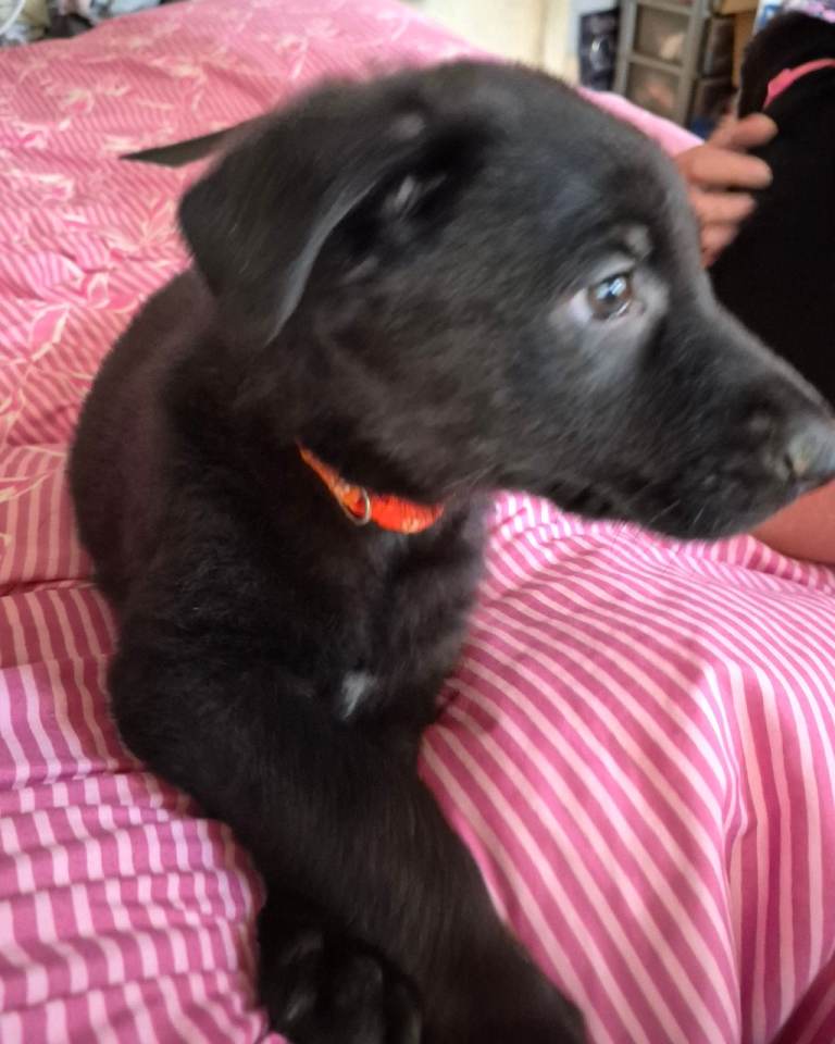  german shephard puppy