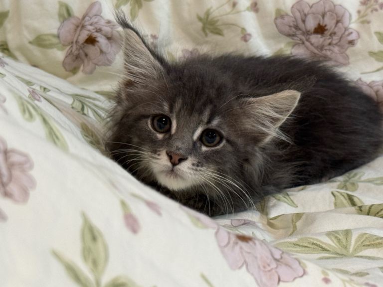  ❗️3-month-old pure Maine Coon Girl ready to go