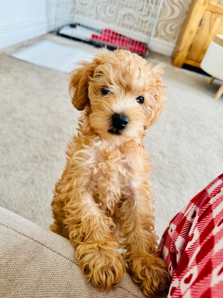 1 left! Miniature Schnoodle / Toy Poodle pups