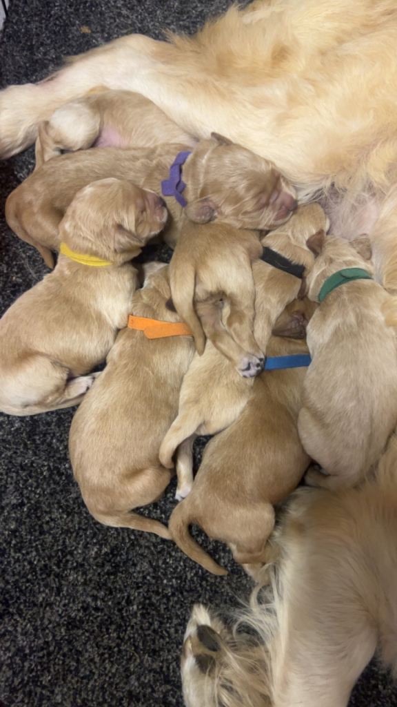 F1 goldendoodles for sale