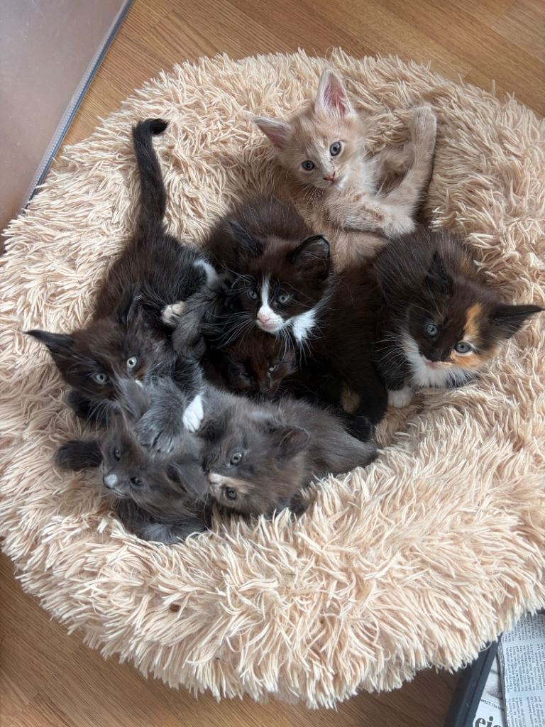 Maine Coon kittens