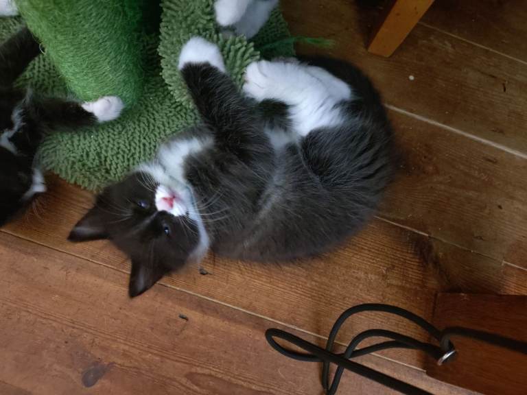 Ragdoll Blue Point & British Short Hair 