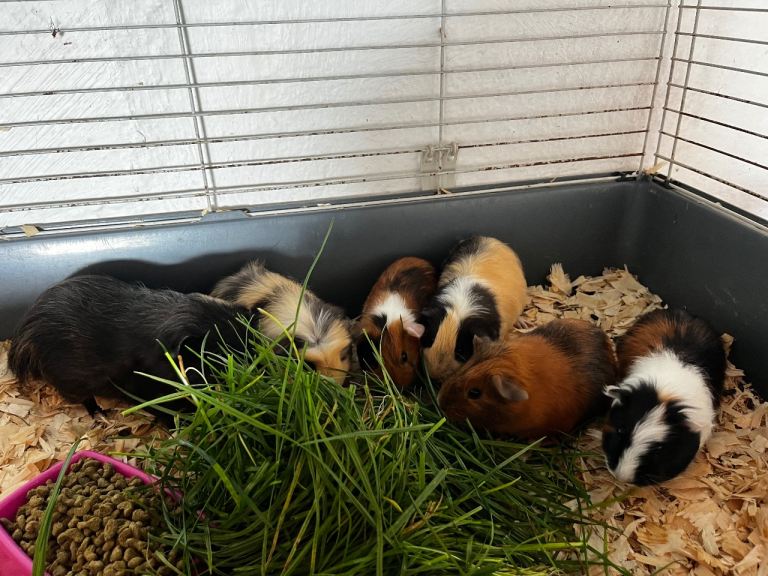 Guinea pigs 