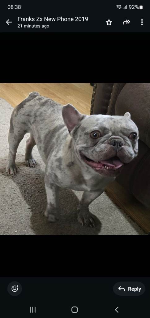 Quality blue merle  French bulldog for sale