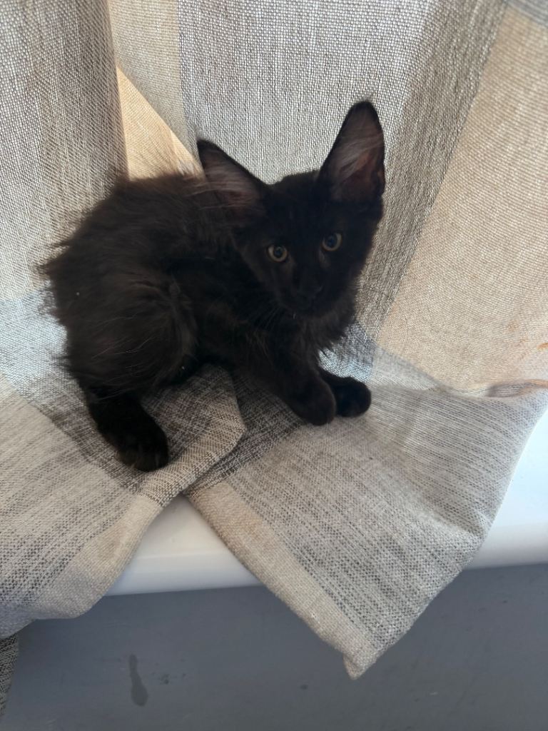 Tica register12-Week-Old Blue Smoke Maine Coon Girl Looking for Her Forever Home 🩶 happy for offers