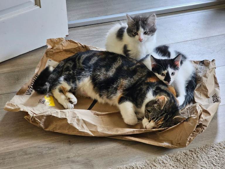 Kittens