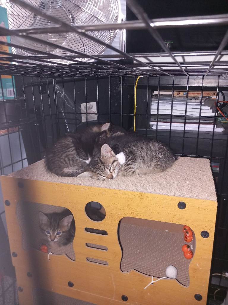 5 beautiful kittens ready for homes 