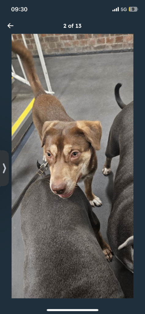 Beautiful female husky mix for sale 