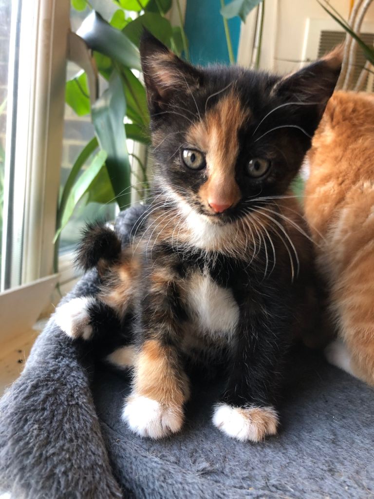 Six Beautiful Healthy Kittens 