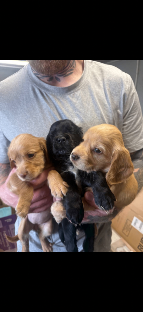 cocker spaniel pups 