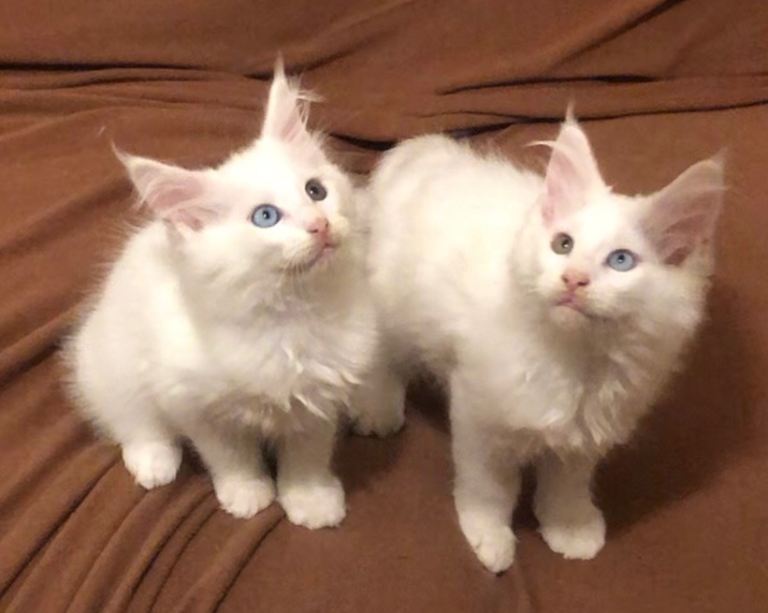 Maine coon kittens