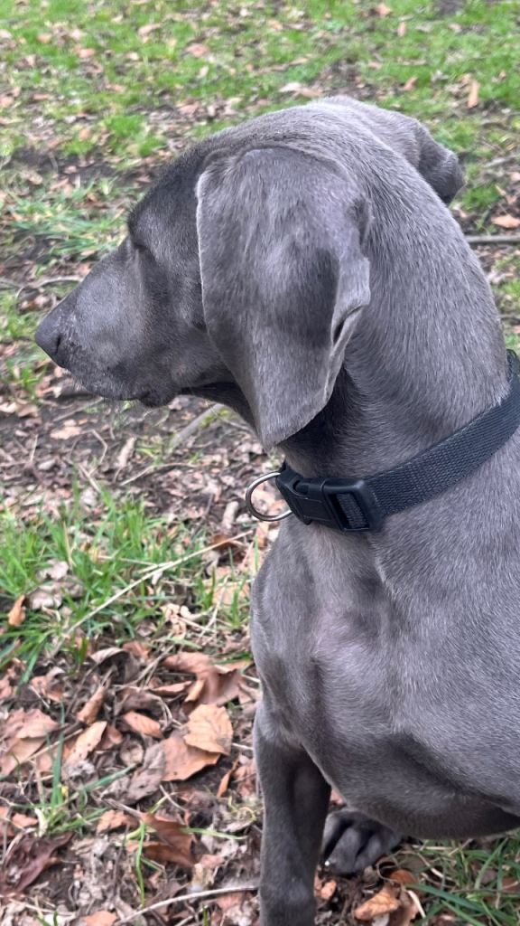 Weimaraner Bitch 5 months