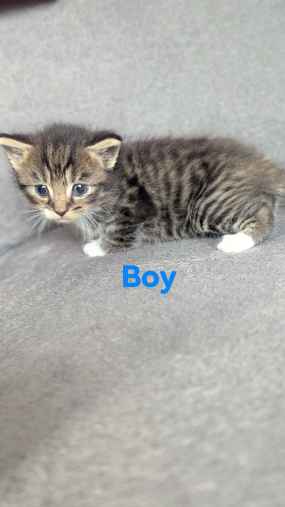 3 Available kittens ❤️