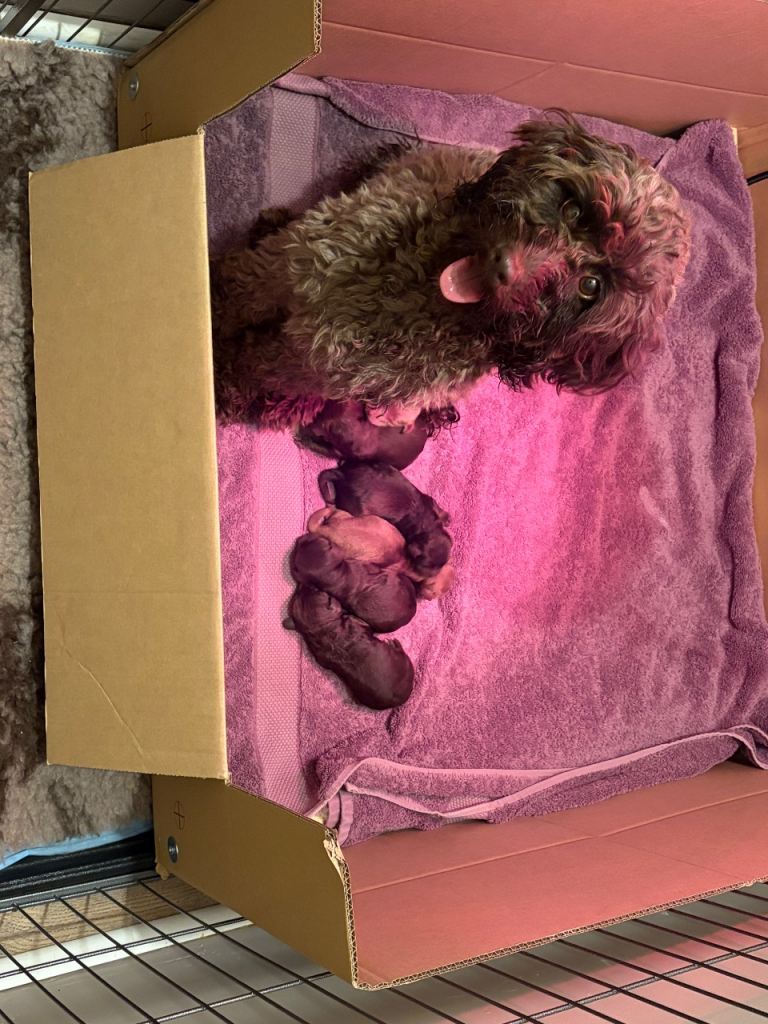 F1b cockapoo 