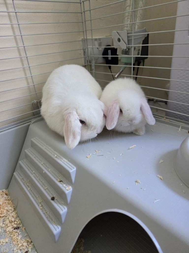 Rabbits