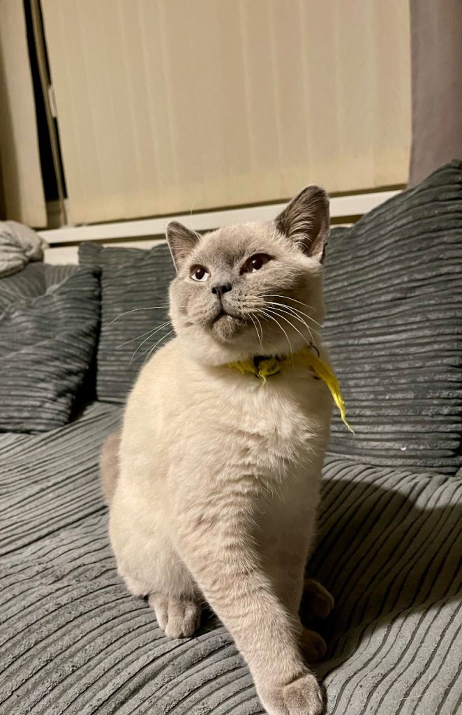 GCCF British Shorthair Blue Colourpoint