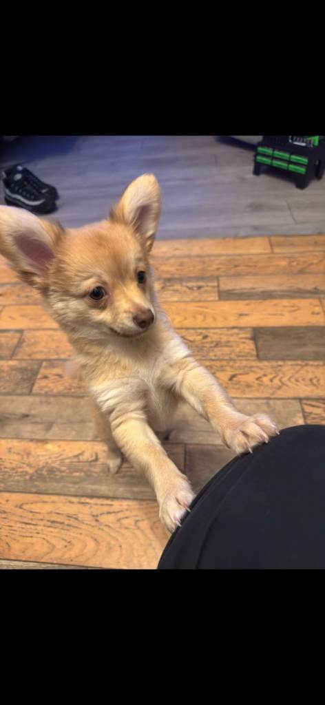 Pom chi pup female 9 weeks