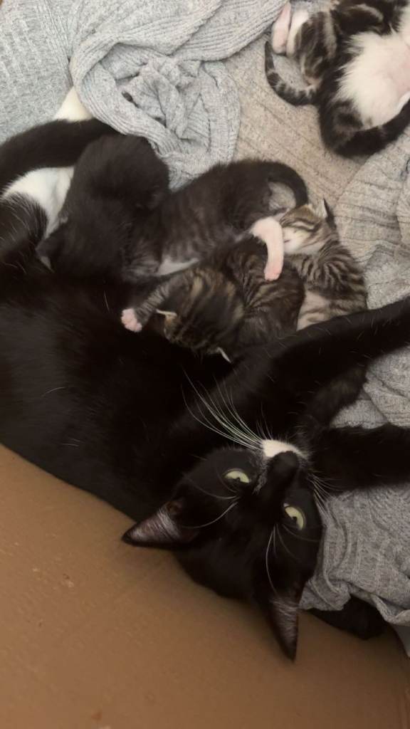 Tuxeto/bengal kittens