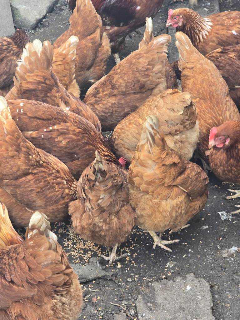Lohman Brown chickens /warrens